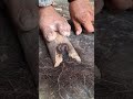 bow drill the traditional art of starting a fire #primitivefire #traditionalfire #selfsufficiensy