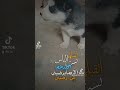 آل ـ سـ ــ ل أم ـلي ـكـ م متابعي مدرسة تدريب الكلاب جراء هاسكي كلاب آل ـ سـ ــ ل أم ـلي ـكـ م متابعي مدرسة تدريب الكلاب جراء هاسكي كلاب