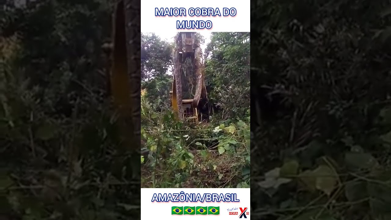 MAIOR COBRA DO MUNDO ENCONTRADA – AMAZÔNIA BRASIL. #animals #cobra #Brasil