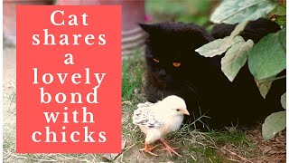 Cat with a tiny chicken | Cat with chicks | Cat playing with chicks | Funny cat video by Only Oreo cat 42 views 3 years ago 2 minutes, 7 seconds