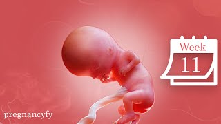 11 Weeks Baby Development (11-Week Fetus)
