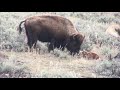 Newborn Baby Bison Learns to Walk in Yellowstone National Park