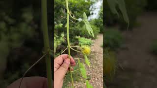 Download Lagu BUAH INI SEKILO 300 RIBU | RAMBUSA MP3