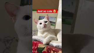 just so cute 😍 #cat #catcat #short #shortsvideo #funny #pinoycomedy