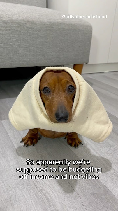 So apparently we're supposed to #dog #dogs
