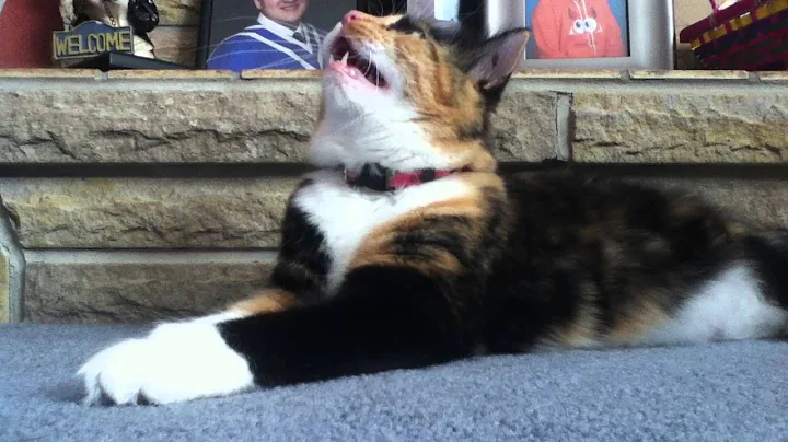 Chirping Cat