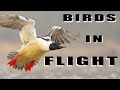 BIRDS IN FLIGHT