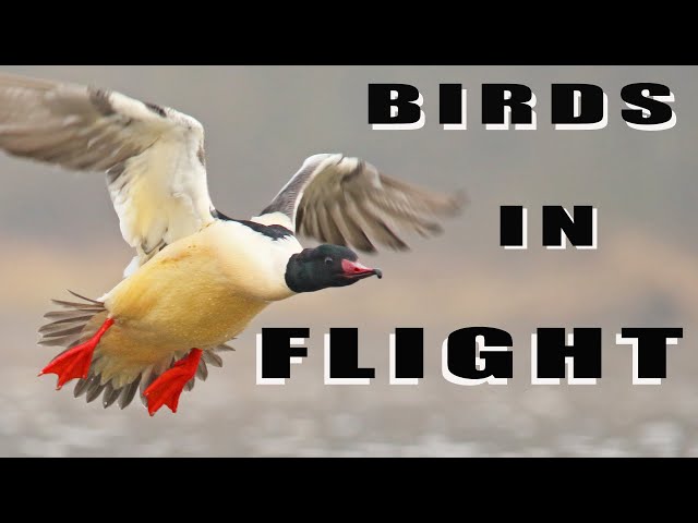 BIRDS IN FLIGHT class=