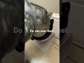 Do you ever feel #shorts #viral #cute #cat #cutecat