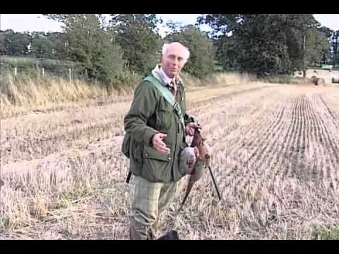 cocker-spaniel-training-master-class-p4