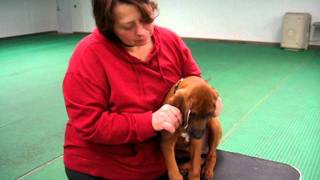 Rhodesian Ridgeback Puppy Ear Taping