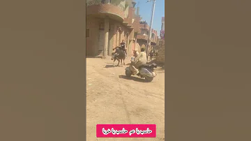 حاسب يا عم حاسب يا خويا Shorts 