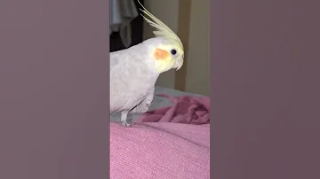 Kukkoooo Cute Instagram Cocktail Loveforpets Trending Reels Viral Funny 2025 Birds 