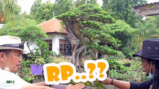 ADA BONSAI SISIR ANGKERRRR...😶‍🌫️😶‍🌫️REVIEW BONSAI