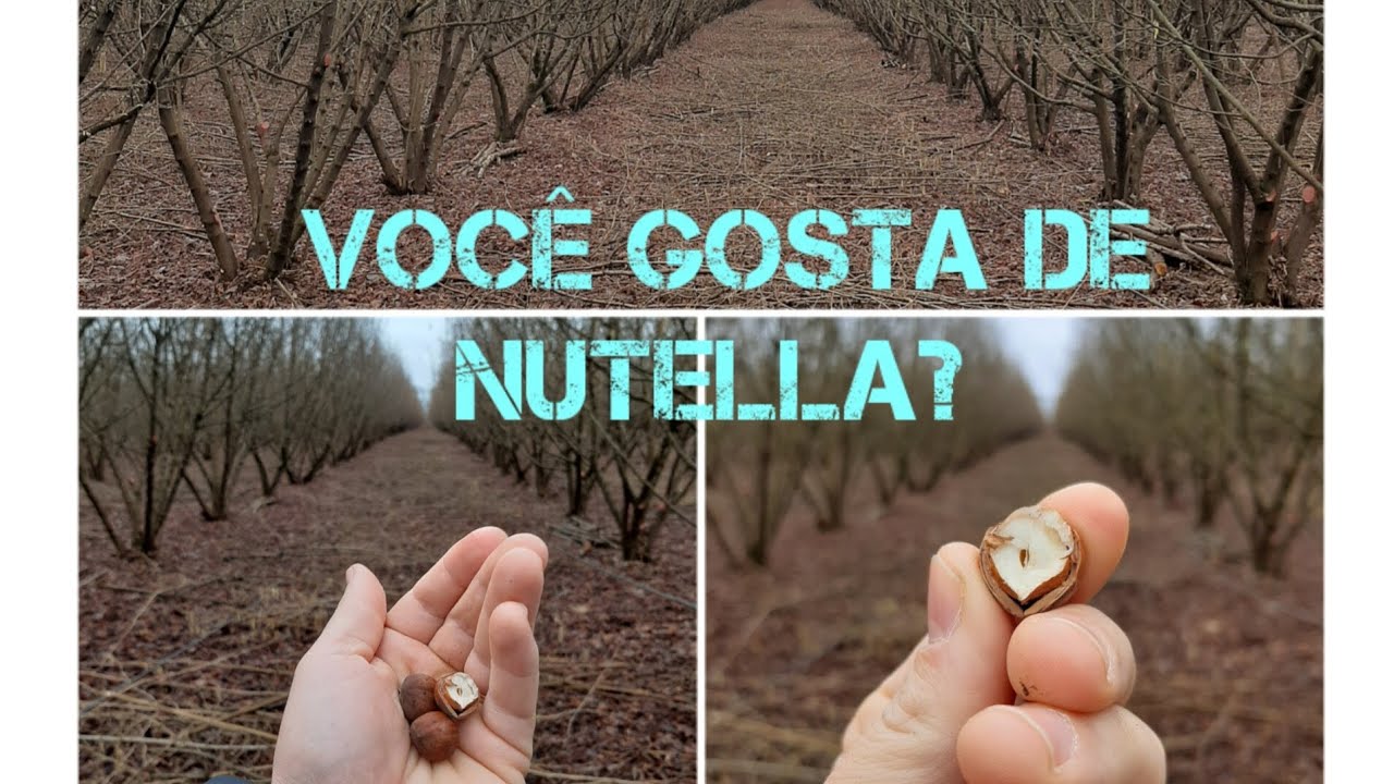 Você conhece plantação de AVELÃ?