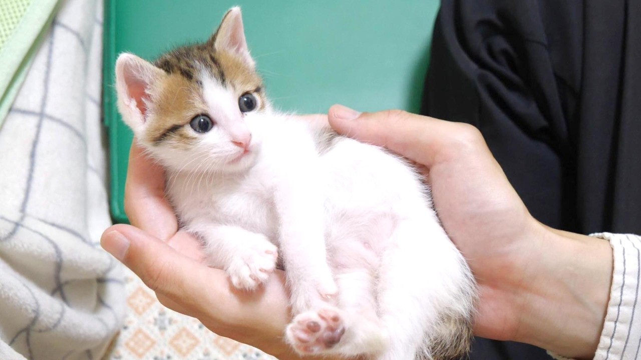 手のり子猫達が仲良くつろぐ姿に癒される【赤ちゃん猫　保護猫】