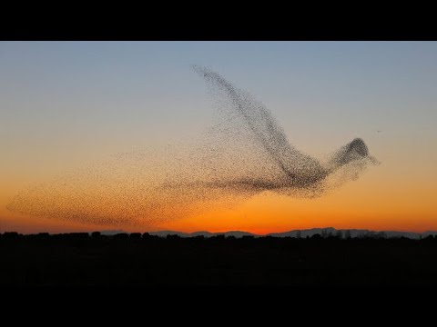 Мурмурация. Необычайное явление в мире птиц.