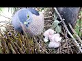 Last Baby Hawk Chirping Inside the Egg Until It Hatched (7) – Bird Feeding Lizard to Chicks E138