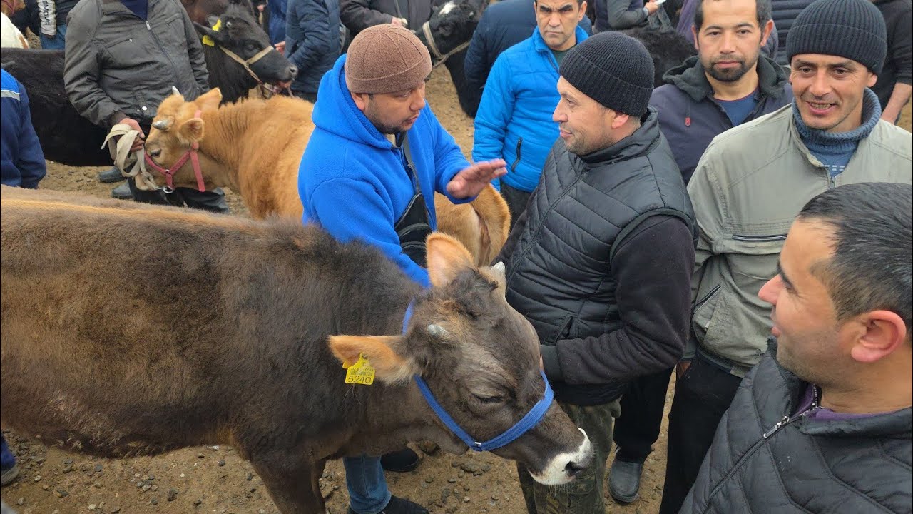 Asaka Mol Bozor Uzbekiston Shvedlar Makoni