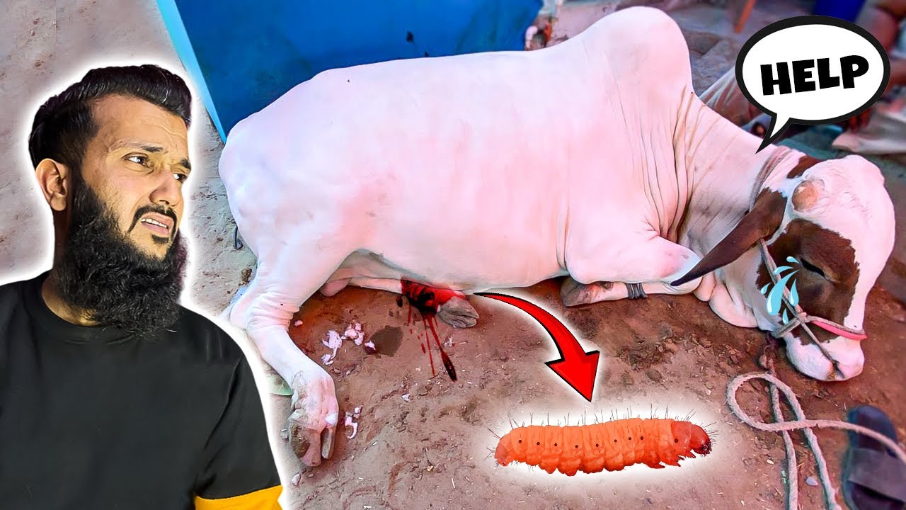 Ya Allah janwaron per rehem kar 💔 2025 Qurbani | Fahad Bhai Official