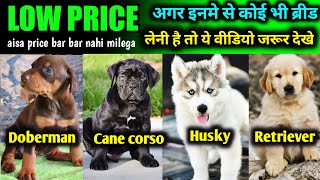 Cane corso | Doberman | Blue eyes husky | golden retriever puppies for sale