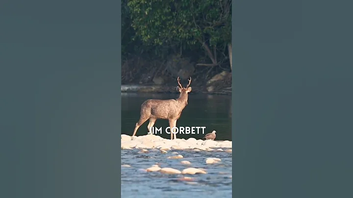 10 Best Places To Visit In India In Summer Vacations.🔥#shorts