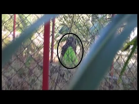 Real Ghost Caught On Tape At Backyard Very Scary New Ghost Tape 2014 Real Ghost Caught On Tape At Backyard Very Scary New Ghost Tape 2014