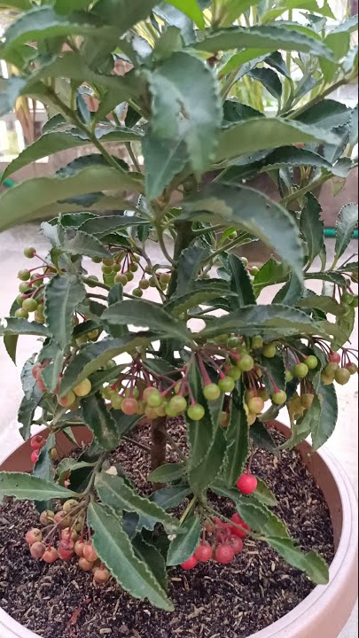 MY MONEY MAKER PLANT