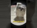 Do you like me?