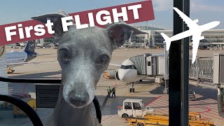 PET IN CABIN  Flying with my Italian Greyhound (Lufthansa)