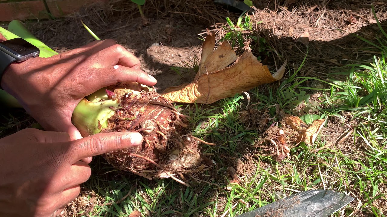 Cosechando malanga en el estado de Georgia, Estados Unidos