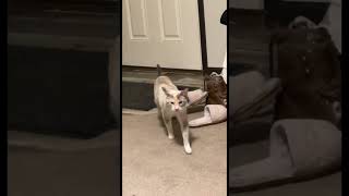 Funny Cat Videos 2023 🥰 - Best Moments - Novita and Nala