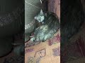 شاهد كيف تدافع القطة حديثة الولادة عن صغارها Cats 