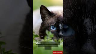 The Enigmatic Siamese Cat: Elegance, Intelligence, and Vocal Charms