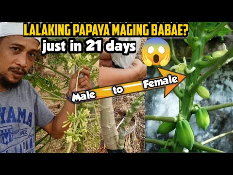Video: Pawpaw Tree Pruning - Mga Tip Para sa Pagputol ng mga Pawpaw Tree