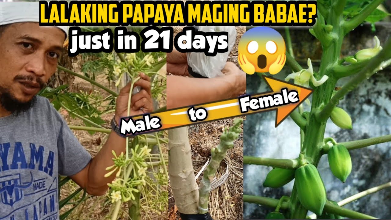 PAANO GAWING BABAE ANG LALAKING PAPAYA? SA LOOB LANG NG 21 DAYS 😱 TUTORIAL & TIPS BY GHA AGRI TV.