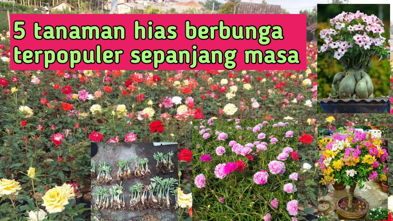 5 Jenis Tanaman Berbunga Legendaris Hingga Saat Ini Youtube