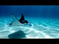 Glide to Sleep with Manta Rays 🌊 Calm Deep Ocean Ambience in 4K (25 Minutes)