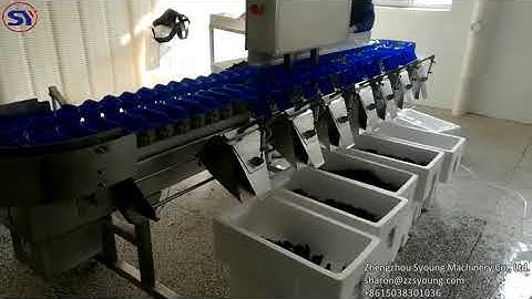 Dry Sea Cucumber Weight Grader/Sea Cucumber Weight Sorting Machine