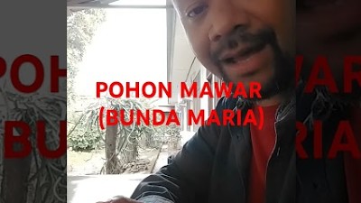 POHON MAWAR (LAGU UNTUK BUNDA MARIA)