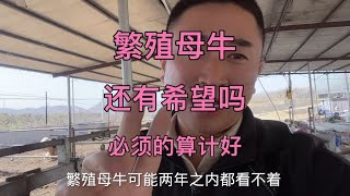 老宋刚卖了一个小公牛，七千块，繁殖母牛还有希望吗，必须算计好