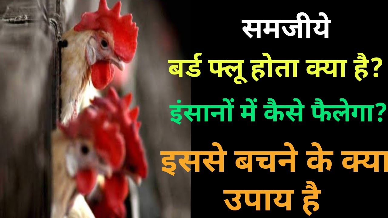 Bird flu Bird kaise hota hai Bird flu se bachane ke upay Newton sir YouTube