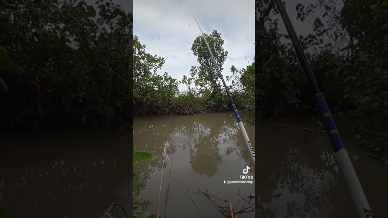 Sensasi tarikan ikan wader cakul emang gak ada obat slur 