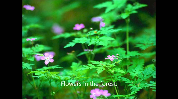 "Tis The Last Rose of Summer," Irish Ballad, Perfo...