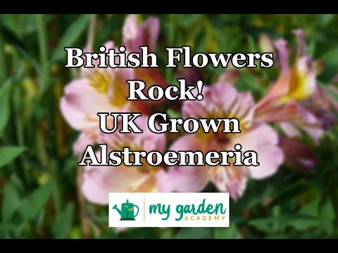 Video: Alstroemeria Dorata