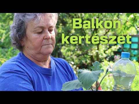 Videó: Kertészet 