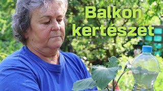 Balkon kertészet