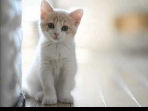 かわいい子猫 子猫がいっぱい 癒しの動画 Youtube