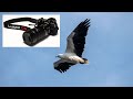 Panasonic Lumix G9: birds in flight with the Leica/Panasonic 100-400mm lens.