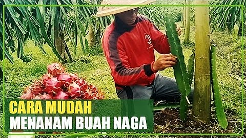 CARA MENANAM BUAH NAGA DI KEBUN UNTUK BUDIDAYA BUAH NAGA #dragonfruit #buahnaga